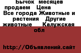 Бычок 6месяцев продаем › Цена ­ 20 000 - Все города Животные и растения » Другие животные   . Калужская обл.
